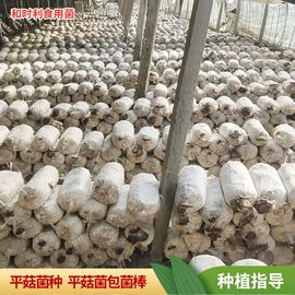 菌菇种苗;平菇;库存农产品