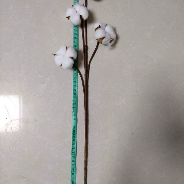 Four -headed cotton