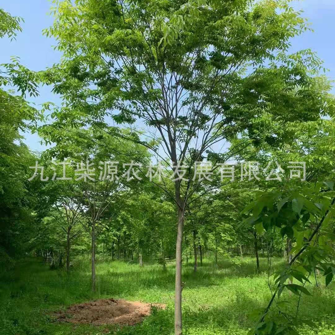 Саженцы бука, белый бук 10cm крупнолистовой бук 2cm красный бук, зеленый бук, золотой бук, песчаный бук