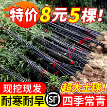 紫竹苗竹子苗实心带土耐寒庭院室外观赏盆栽地栽佛肚竹黄金竹绿植