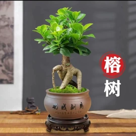 盆栽;灌木;乔木