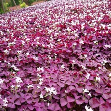 ���l ��ꎵر����� �������t���� �t��ը�u�� ���~ը�u�ݵͰ��ر�