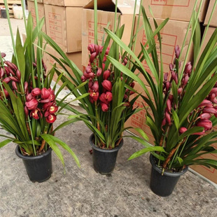 ��ޥ�m���t�����҃��ļ������m���͏d�Gֲ�����������ϰl؛