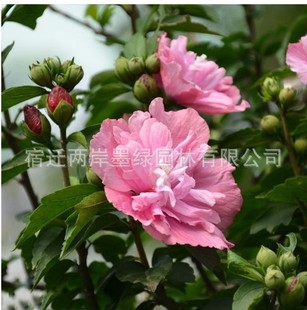 �{ɫ�ذ�ľ�Ȼ������Լtɫľ�Ș���ͥԺ�̨�����{ݮ��ɳ�����_��