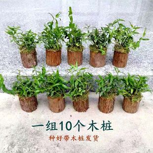 ��Uɽ��ʳ���FƤʯ����ľ�������������_���Nֲ���҃���Gֲ�r�l