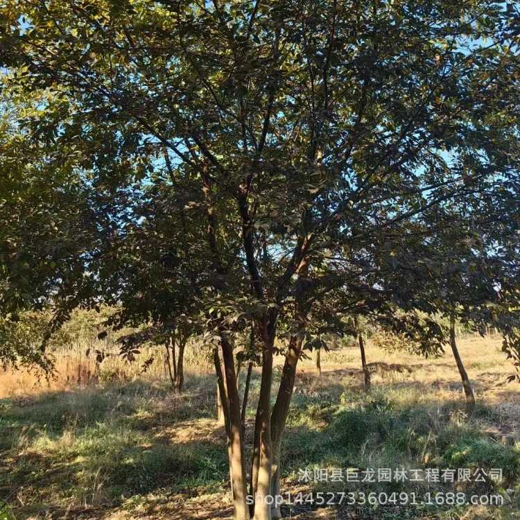 苗圃直销红榉树苗 丛生榉树 大规格行道树榉树 工程苗批发园林绿