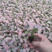 �S�ҹ����k������Ȥζ�Gֲ�t�ۼ����޺�Ϲ����҃��^�~ֲ�������l