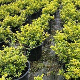 ���~ӭ��2�Ӂ����� �����^�pֲ�� �ɶ��@�־G��������ľ �Gֲ���l