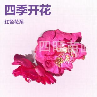 �½����ɸ��C�����ͺ�ʳ���ذ��S��õ �t��õ��÷��֦����õ�廨