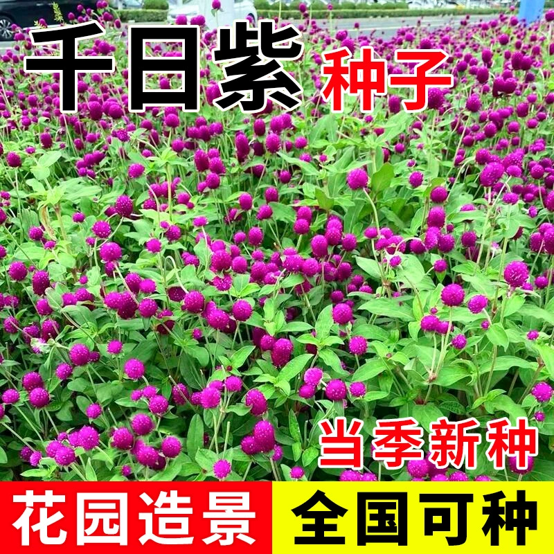 Семена цветов для космоса, космоса, огненного шара, ландшафта двора, зелени, цветов в горшках, семена цветов, которые легко выращивать, фиолетовые семена космоса.