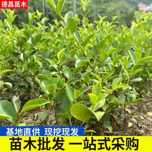 ���߮a���x���L��18̖�Ͳ��硢�ɻ��ʸߡ������߮a������ֱ��