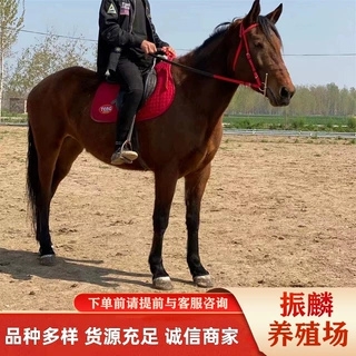 济宁娱乐骑马养殖场出售伊犁马 阿拉伯马等多种骑乘马