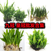 阴性水草 阴性水草品牌 图片 价格 阴性水草批发 阿里巴巴 阴性水草 阴性水草品牌 图片 价格 阴性水草批发 阿里巴巴