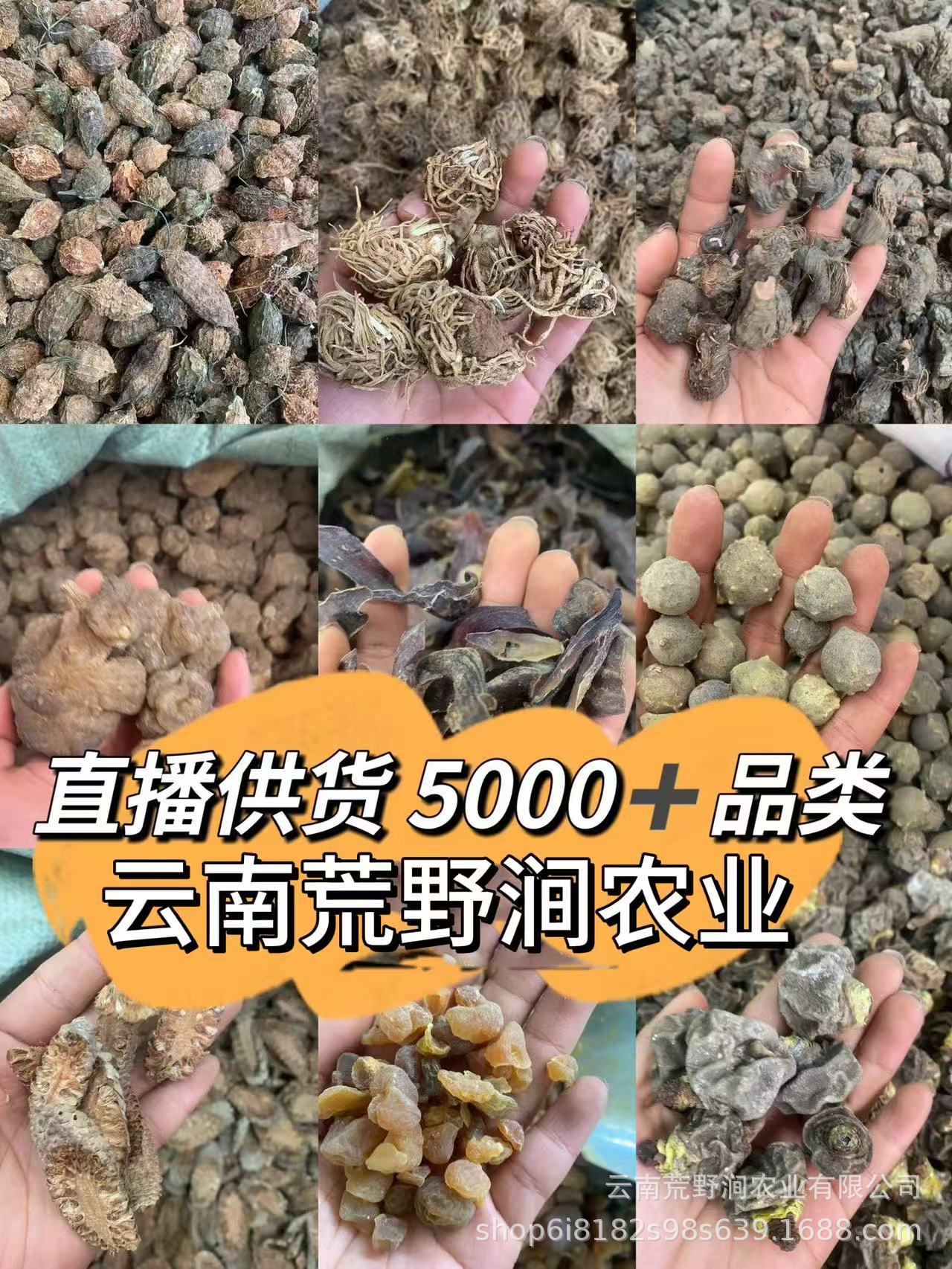 Dried Morel Mushrooms Yang Du Jun Morchella Gift Box Wild Yunnan Gourmet Culinary Fungi Holiday Gift Set in use