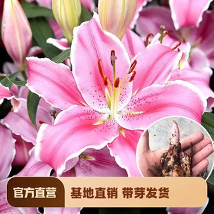 Wholesale Perfume Lily Bulbs, Multi-Season Flowering Lily Seedlings Shipped with Buds, Four-Season Potted Ornamental Florals