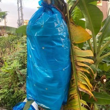香蕉套袋有孔无孔防寒防虫防紫外线蓝色膜一体袋加厚型