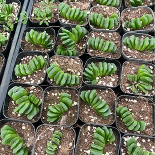 2�����ȶ���ֲ���l�Gֲ�@ˇʮ������¶���܈@ˇ�̨