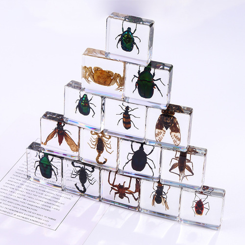 Square resin insect bookend for cross-border new products, student teaching aids, animal specimen, amber craft, decorative item.