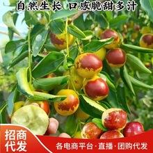 新鲜冬枣自家果园采摘冬枣脆甜青枣非大荔冬枣孕妇当季水果冬枣