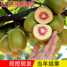 ĴnϪtļtꖫJҼ޽殐ԵϱY