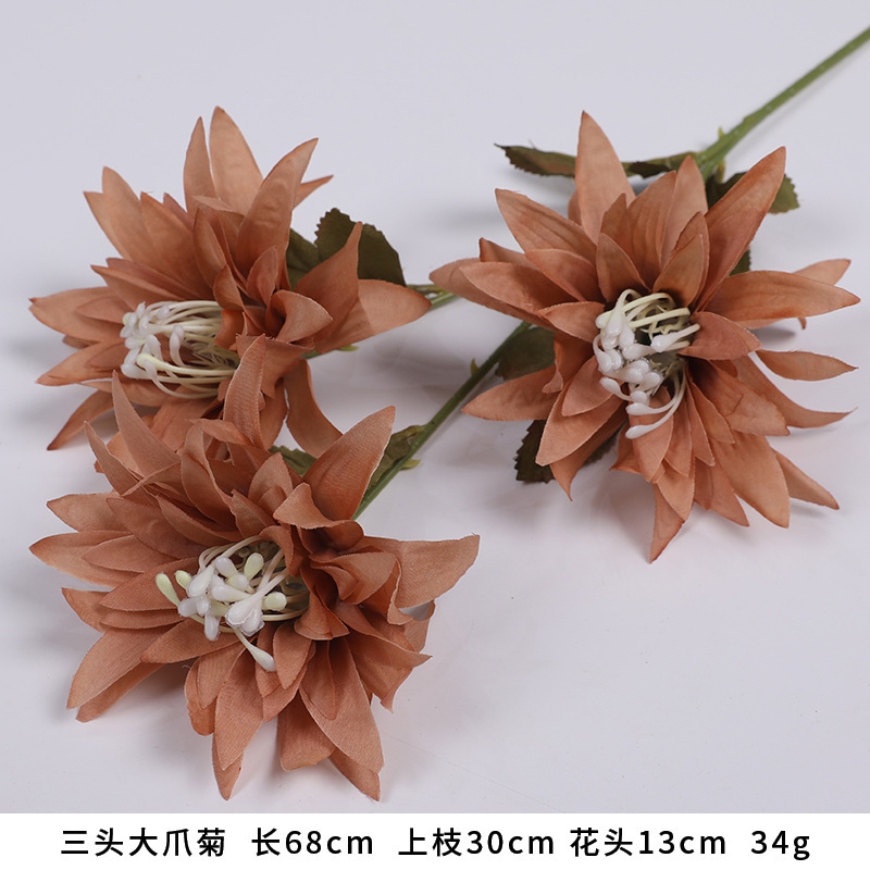 큰 발톱 국화