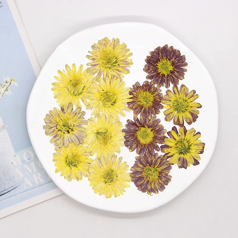 Двойной Маргарет сушеный цветок образец растения фоторамка гель капля DIY материал ручной работы Макияж лица тиснение настоящий цветок