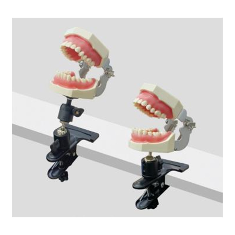 Modelo de simulación dental simple de modelo de práctica de enseñanza oral tipo reposacabezas modelo de cabeza simple de sujeción de mesa modelo de simulación de cabeza image 33