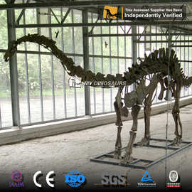 源头厂家?超大型恐龙化石迷惑龙骨架科学考古尺寸复制品模型