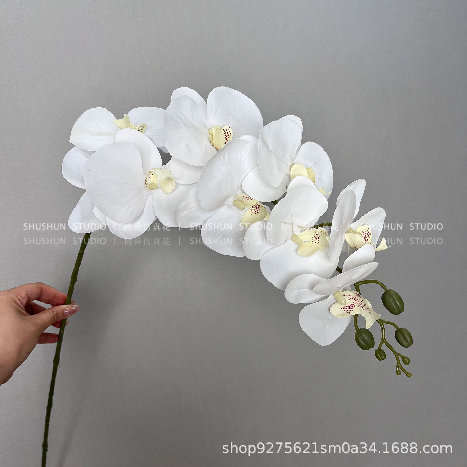 9 cabeza de película Phalaenopsis-blanco
