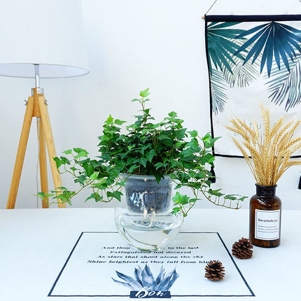 부티크 120 # 아이비 15-20cm [겨울 멜론 보틀] + 영양 용액