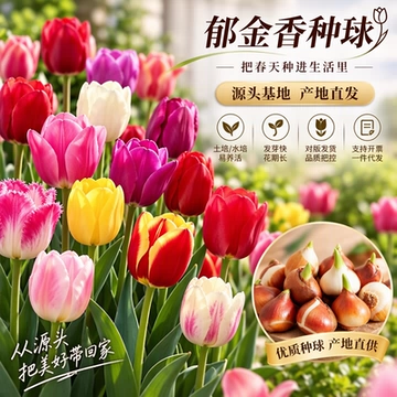 郁金香种球土培水培花卉多年生花卉种子室内外庭院种植郁金香花球