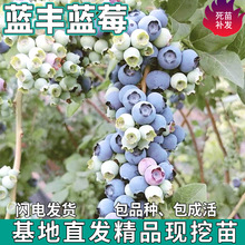 һl{S{ݮͥԺϱNֲԭ{ݮ