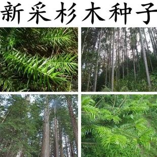 ɼľ�N��ˮɼ�N����ɼ��ɼ�N������ɼ�N�Ӵ�ɼ����ɼ��N�ӳ�ɼ��