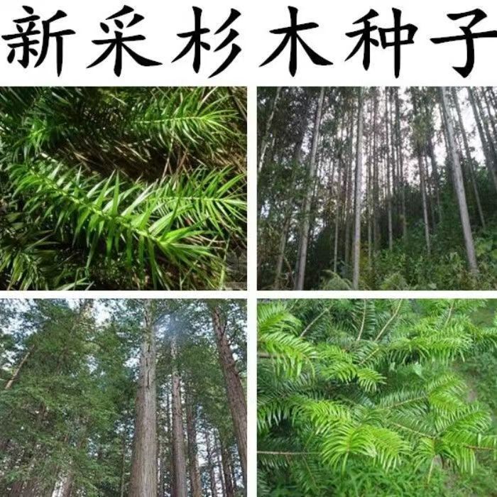 杉木种子水杉种子冷杉柳杉种子落羽杉种子刺杉速生杉树种子池杉籽