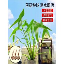 ˮ��ֲ��ȹ÷N��Ĺ��N��ȹ�ˮ������̨����ˮ�|�~���쾰ˮ��