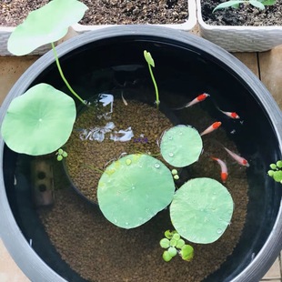 ��Ȼ������30����ˮ��ֲ��ͨ��������˯ɏ��ɏ�ɻ����I�B��