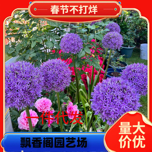 Dropshipping Large Green Onion Seed Bulb Flower Seedlings Heat-Resistant Flower Potted Green Onion Flower Seeds Indoor Courtyard Balcony All Year Round