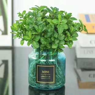 Mint Seedlings, Indoor Potted Plants, Hydroponic Green Plants, Fragrance, Mosquito Repellent, Formaldehyde Absorption, Fresh Edible Mint Leaves