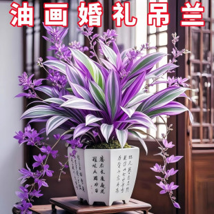�ͮ���Y���m���������M�ڴ���������¶�m���B��Gֲ�҃ȶ���ֲ��