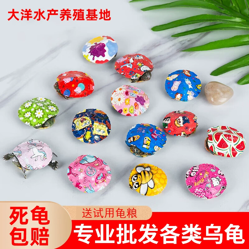 Оптовая продажа больших и маленьких черепах, живых животных, китайских цветочных черепах, травяных черепах, декоративных черепах, глубоководных черепах, бразильских черепах, желтых ушей