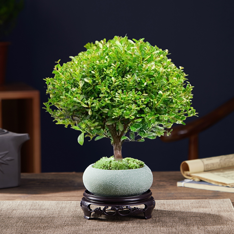 A급 고품질 작은잎 피니큘라 + 녹색 타원형 화분 + 둥근 바닥 지지대 + 이끼 + 비료