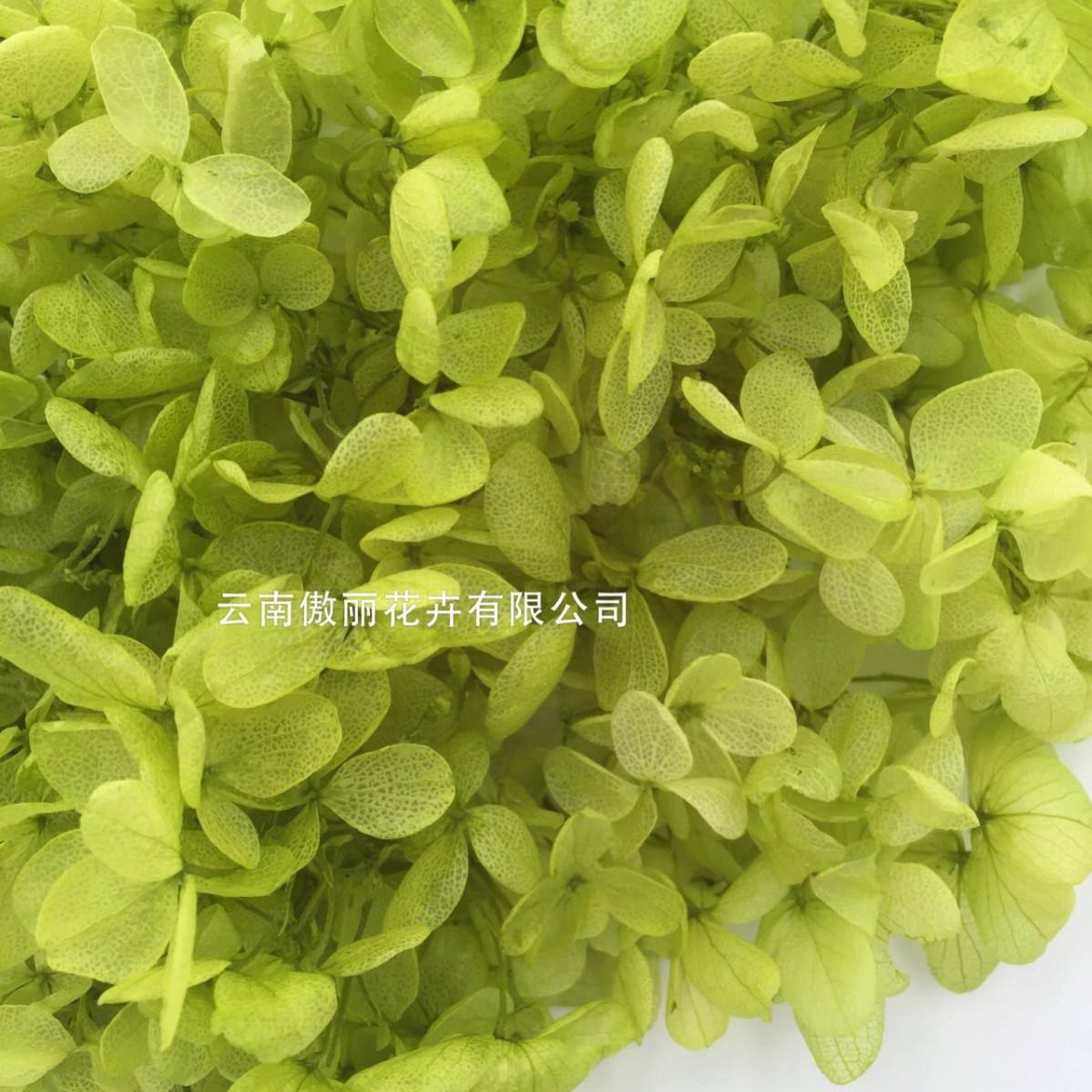Flores Secas de Hortensia Preservadas A+, Fabricante de Flores Frescas Preservadas, Venta al por Mayor, Caja de 20g, Hortensia de Hoja Mediana Preservada