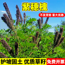 뻱No¹ľNш@־G߅¸o¹ݹľ