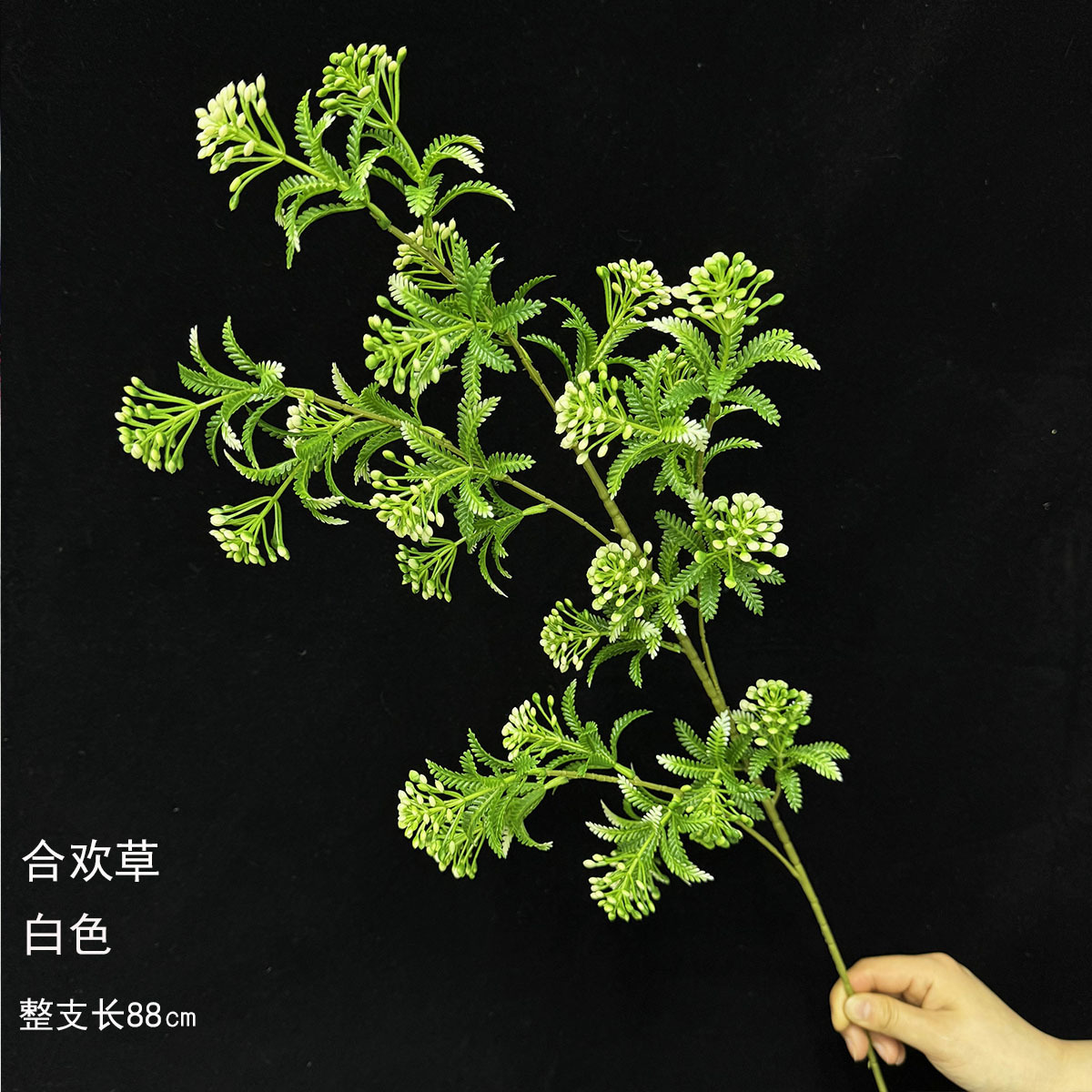 Acacia - blanco