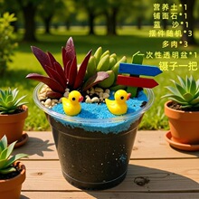 手工 多肉苔藓diy微景观生态瓶绿植物种植材料包组合套装暖场活动
