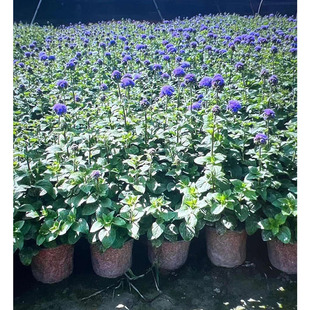 Agastache 14 Two-Color Pots, Flower Border Plants, Chengdu Garden Landscape Engineering Greening Seedlings and Trees