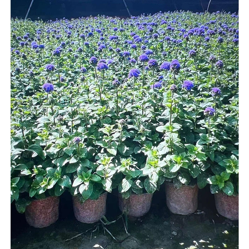 Huoxiang Thistle 14 Двухцветный горшок Цветочные пограничные растения Чэнду Ландшафтная инженерия Озеленение Рассады Цветы и деревья