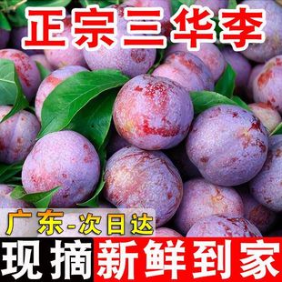 Аутентичный хунсин Sanhua Lizi Fruit Fresh Shop в марте, Li Zi Spot Speed ​​Hair Cispy Plum Bervante Women Fruit Fruit Fruit