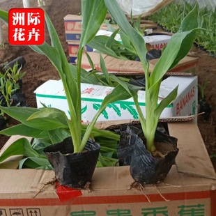 Aquatic Banana Potted Green Seedlings Evergreen Flower Engineering Greening Base Wholesale Aquatic Banana