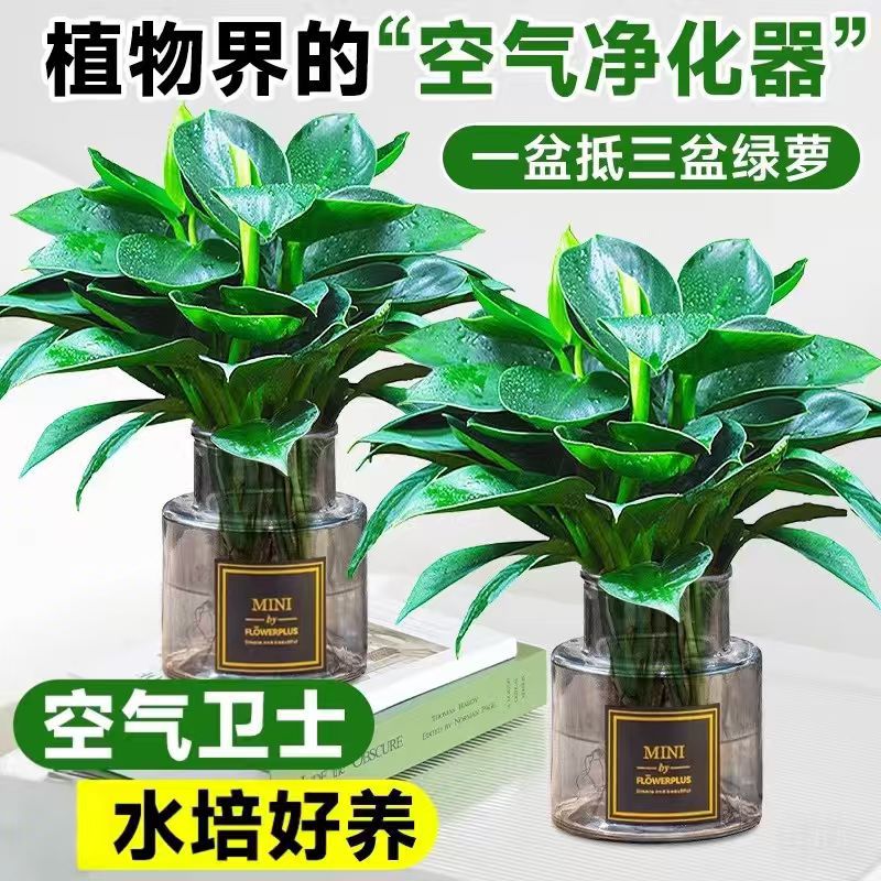 [수경재배 모델] 골든다이아몬드 25cm 3그루(회색병+수정진흙) + 영양액